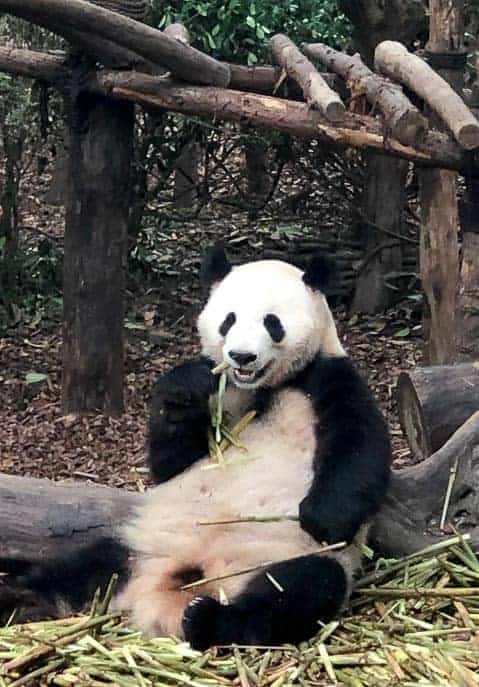 Big panda chewing on bamboo