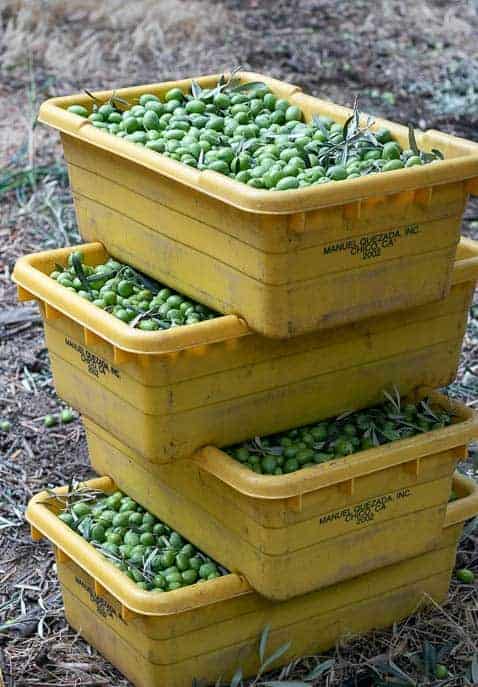 4 boxes of California olives in yellow bins from Gourmet Done Skinny