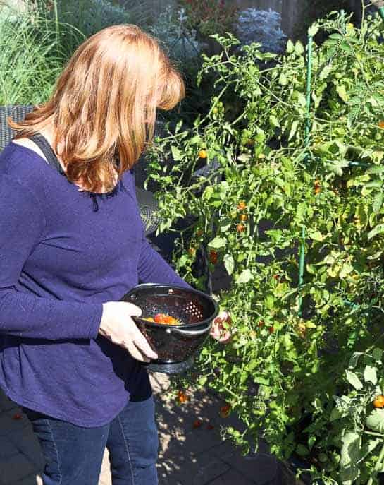 Amy picking tomatoes in her garden