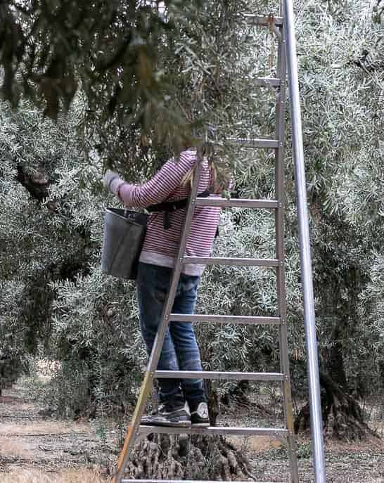 olive picker on a ladder harvesting olives from Gourmet Done Skinny