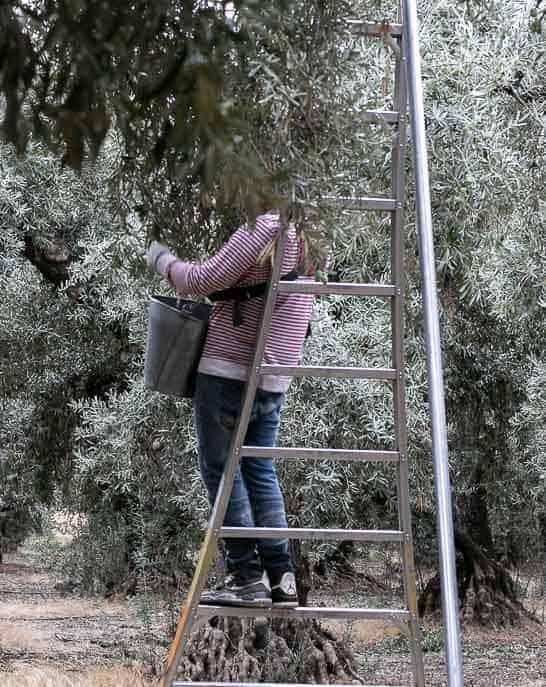 Olive Harvest in California - Gourmet Done Skinny