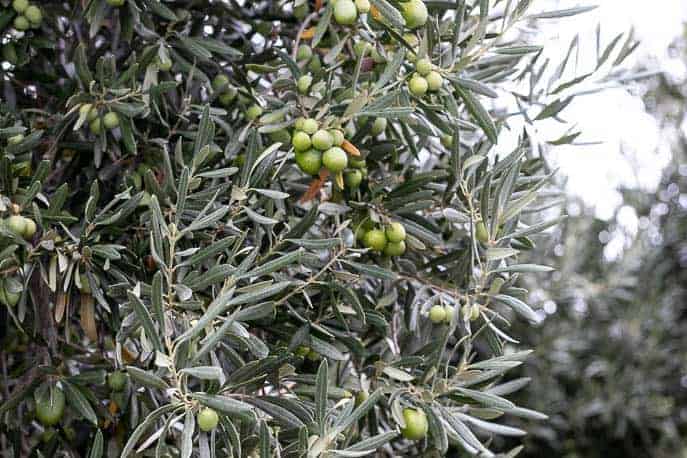 Olive trees with olives from Gourmet Done Skinny