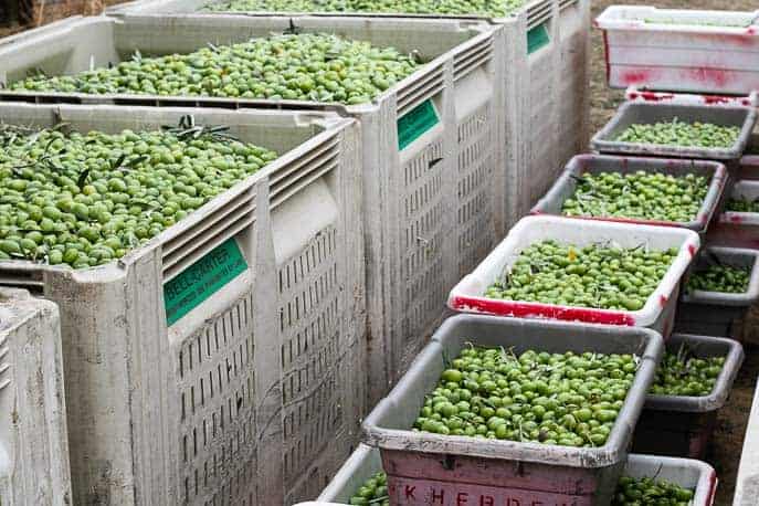 Olives in many white bins from Gourmet Done Skinny