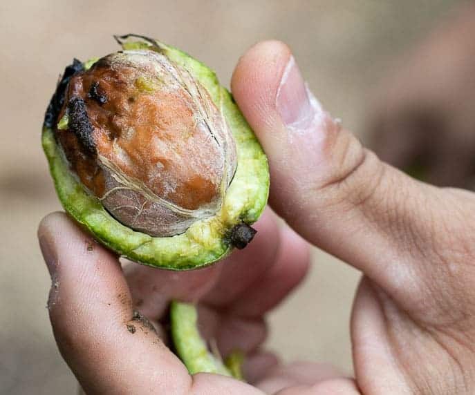 Walnut in husk