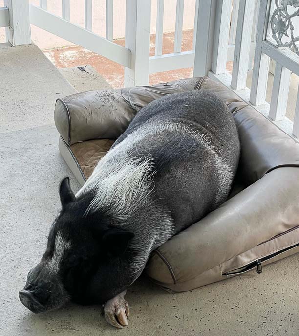 Bacon the Pig